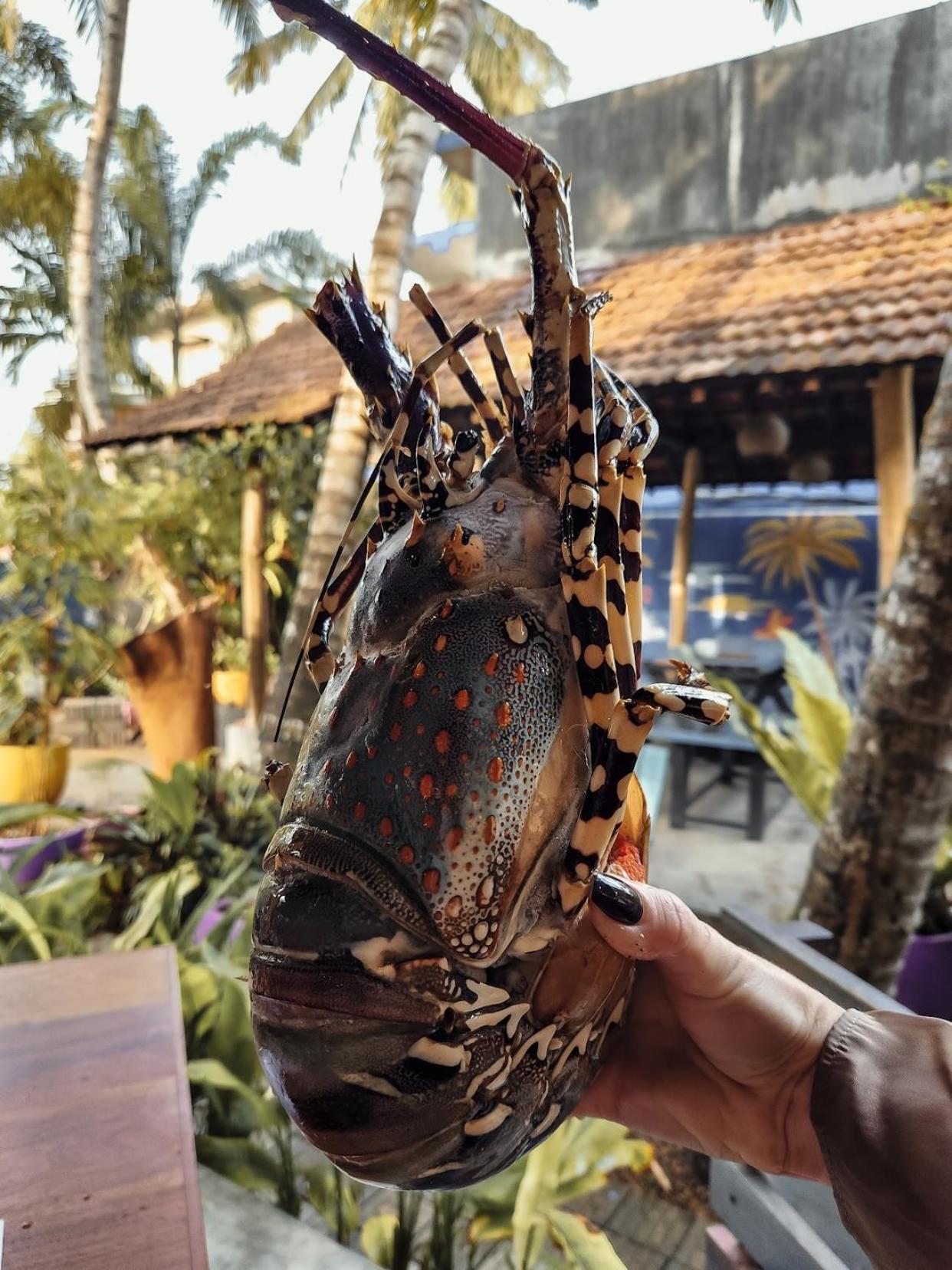 Daffodil Restaurant & Holiday Resort Unawatuna Ngoại thất bức ảnh